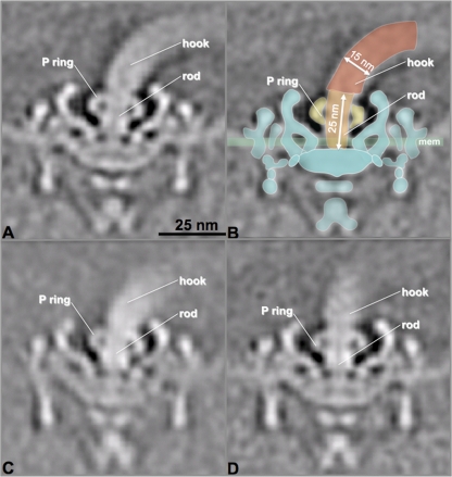 Fig 5