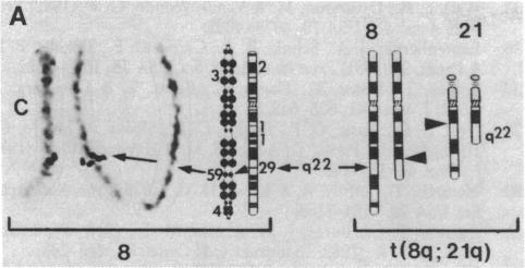 graphic file with name pnas00463-0243-a.jpg