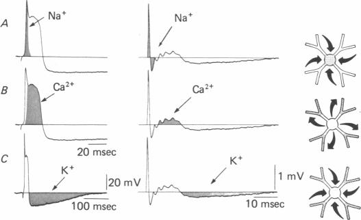 Fig. 8