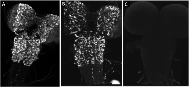 Figure 3—figure supplement 1.