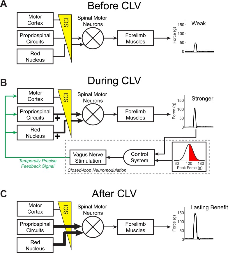 Figure 4—figure supplement 5.