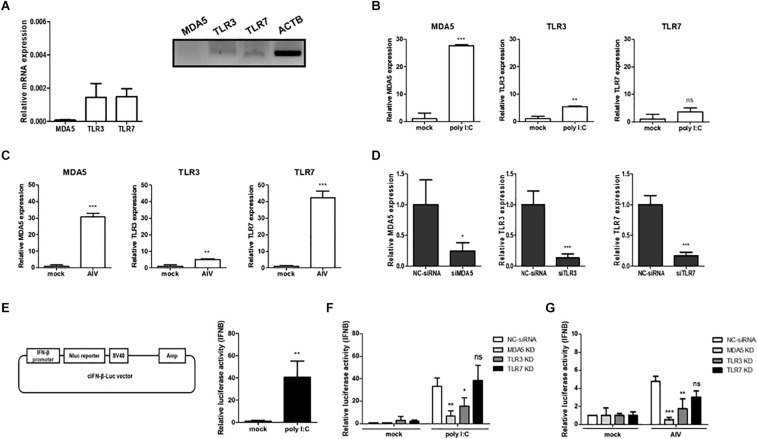 FIGURE 1