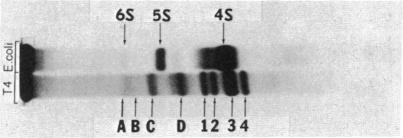 graphic file with name pnas00090-0213-a.jpg