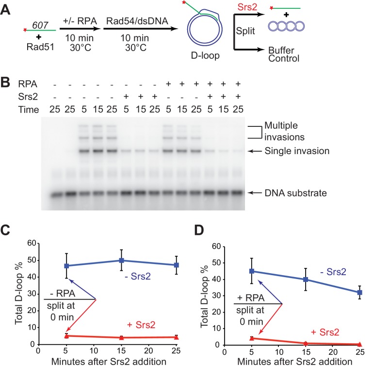 Figure 1—figure supplement 1.