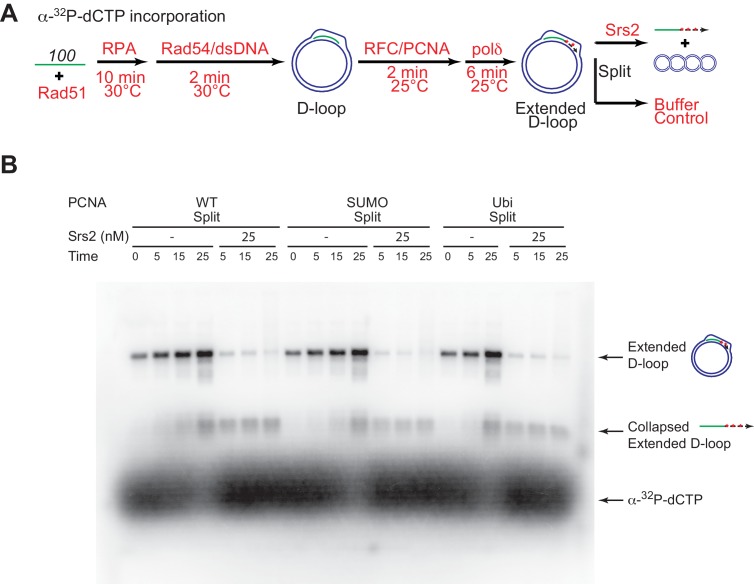 Figure 6—figure supplement 1.