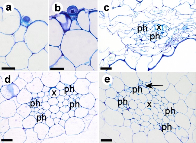 Fig. 8