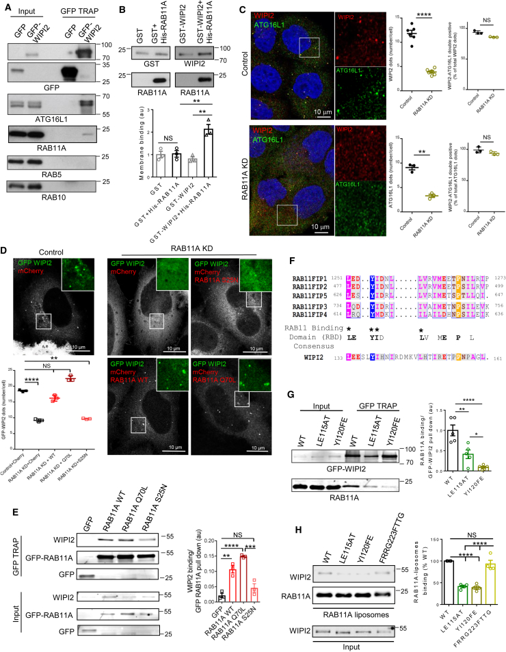 The RAB11A-Positive Compartment Is a Primary Platform for Autophagosome ...