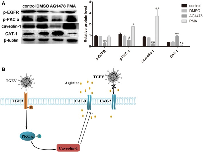 Figure 6