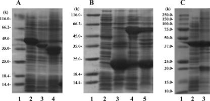 FIG. 2.