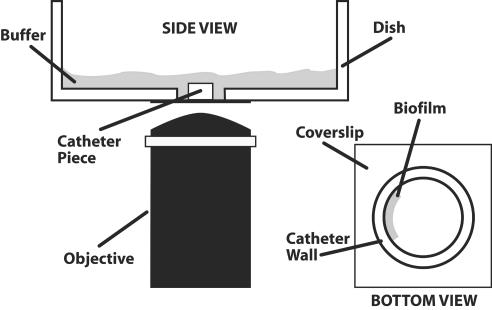 FIG. 2.