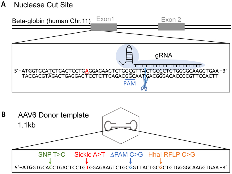 Figure 2: