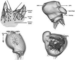 graphic file with name CNM-35-e3254-g017.jpg