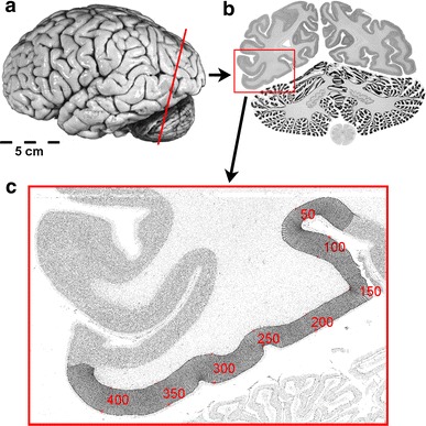 Fig. 2