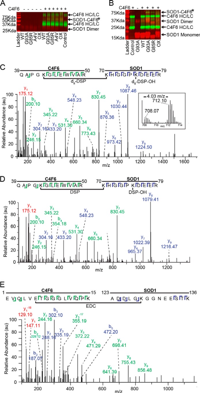 FIGURE 1.