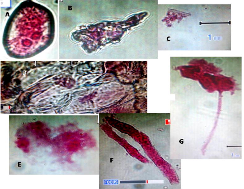 Figure 7