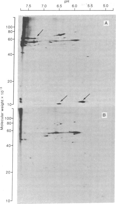 graphic file with name pnas00667-0591-a.jpg