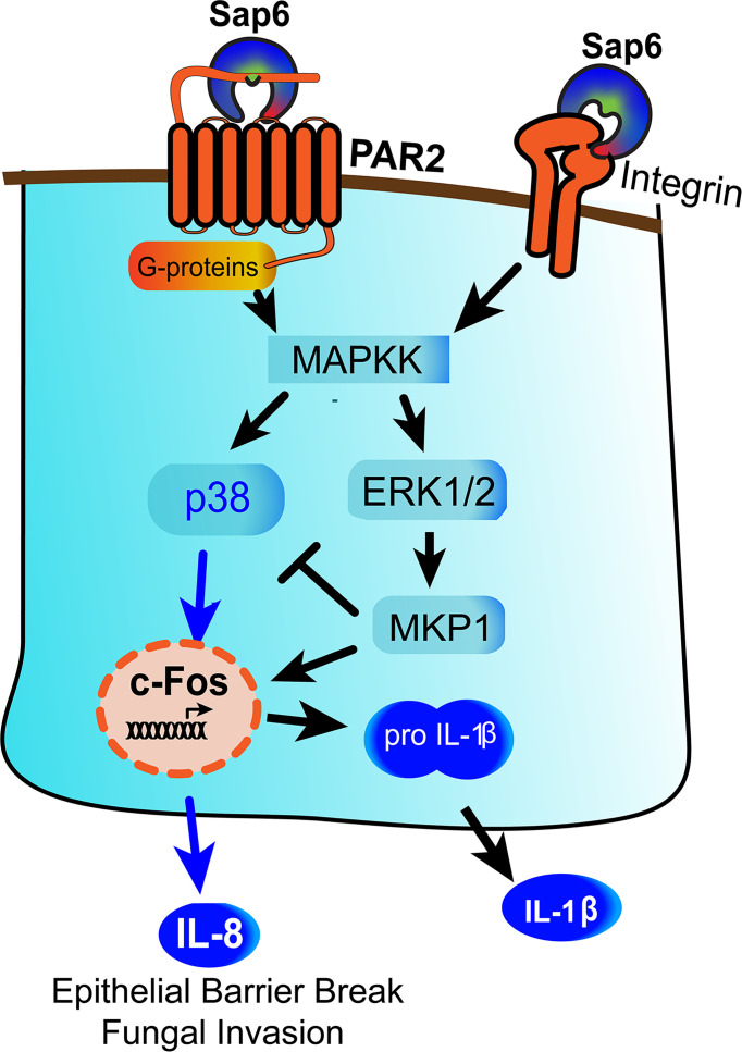 Figure 7