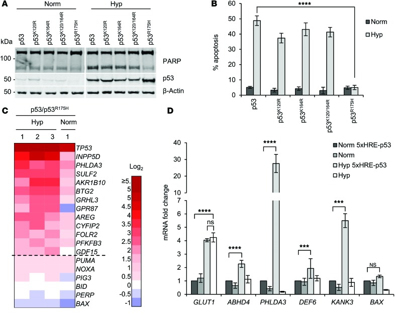 Hypoxia-induced p53 modulates both apoptosis and radiosensitivity via ...