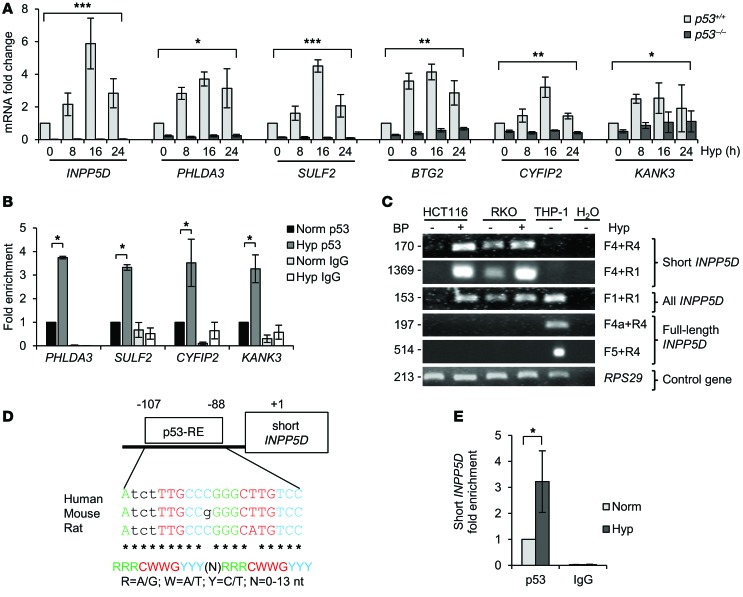 Hypoxia-induced p53 modulates both apoptosis and radiosensitivity via ...