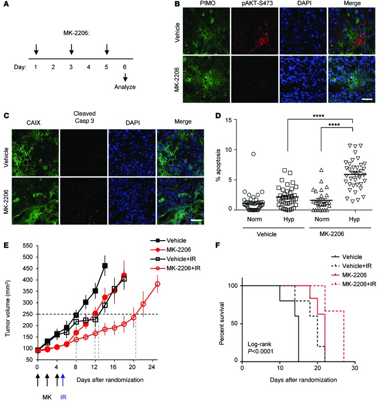 Hypoxia-induced p53 modulates both apoptosis and radiosensitivity via ...