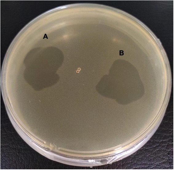 FIGURE 5