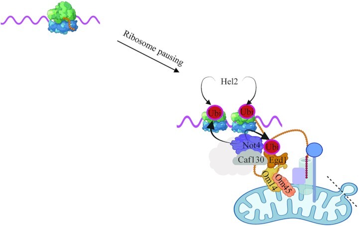 Graphical Abstract