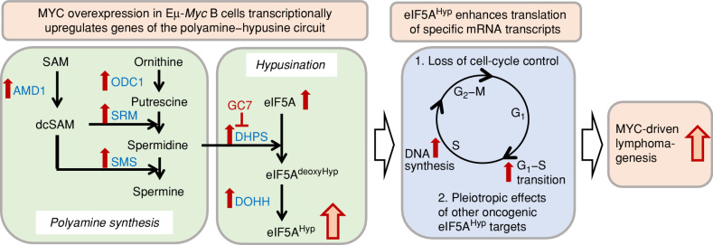 Figure 1. Model: Proposed transcriptional and translational mechanisms involved in mediating MYC-driven lymphomagenesis in Eμ-Myc mice as the results of hyperactivation of the polyamine–hypusine circuit and eIF5AHyp-dependent translation of specific target mRNAs. Left, MYC overexpression in Eμ-Myc B cells transcriptionally upregulates genes encoding enzymes of the polyamine–hypusine circuit, in turn generating increased amounts of hypusinated eIF5A. Red arrows indicate the upregulation of gene expression. Hyp, hypusine; SAM, S-adenosylmethionine; dcSAM, decarboxy SAM; AMD1, adenosylmethionine decarboxylase-1; ODC1, ornithine decarboxylase-1; SRM, spermidine synthase; SMS, spermine synthase; DHPS, deoxyhypusine synthase; DOHH, deoxyhypusine hydroxylase; GC7, N1-guanyl-1, 7-diamine-heptane. GC7 is an inhibitor of DHPS. Right, Hypusinated eIF5A enhances translation of mRNA transcripts with roles in the cell cycle and known oncogenic effects in cancer. Red arrows indicate faster progression through the G1–S transition and DNA replication. Nakanishi and colleagues propose that these mechanisms substantially contribute to MYC-driven lymphomagenesis observed in Eμ-Myc mice, in addition to other MYC-controlled (eIF5AHyp-independent) biological programs.