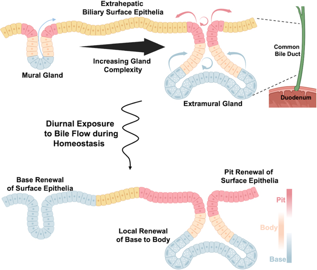 graphic file with name nihms-1937997-f0008.jpg