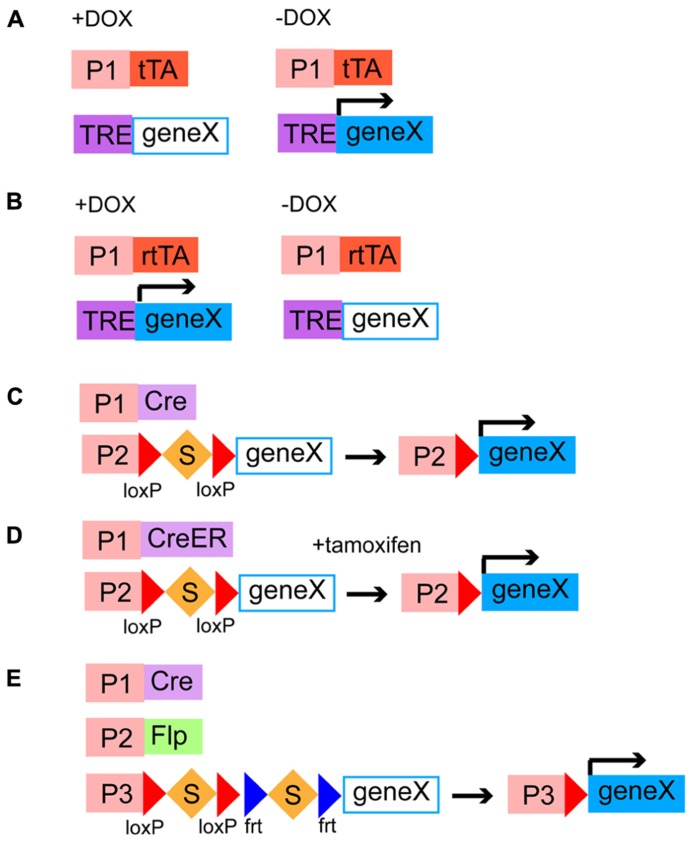 FIGURE 4