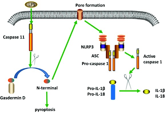 Fig. (2)