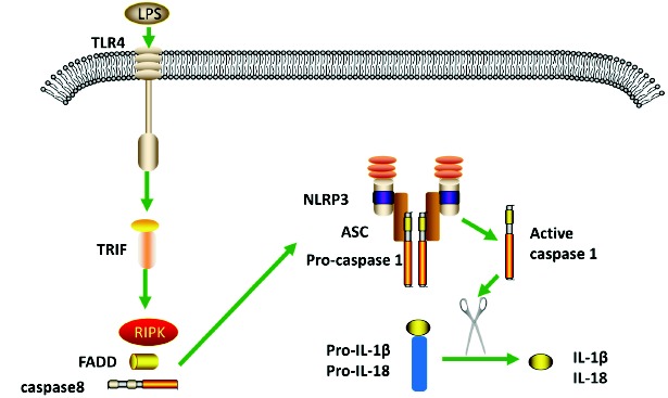 Fig. (3)