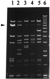 FIG. 1