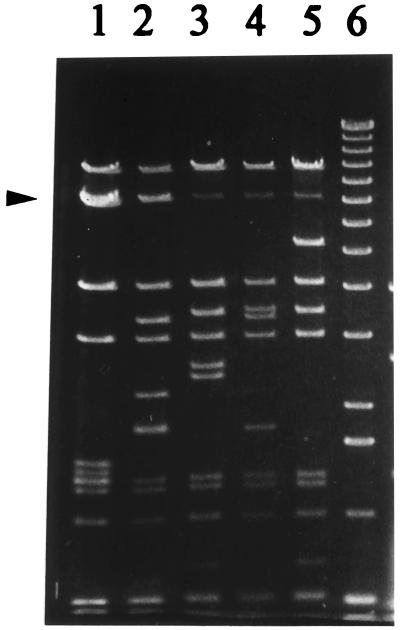 FIG. 1