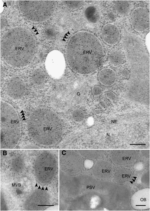 Figure 7.