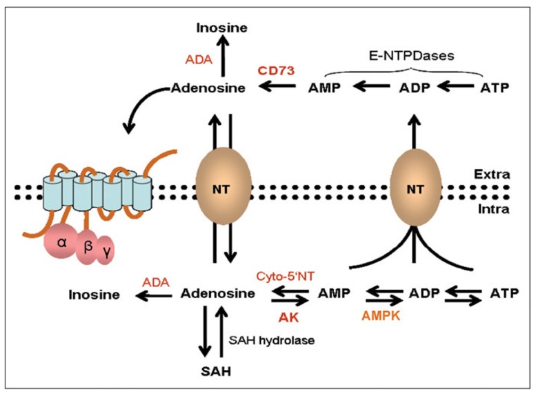 FIGURE 1