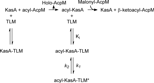 SCHEME 2.