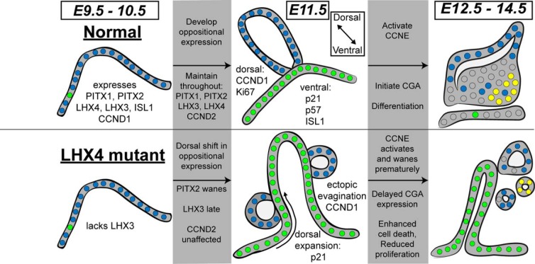 Figure 7.