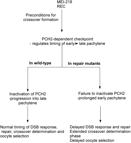 Figure 6.—