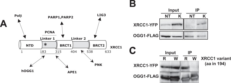 FIG 1