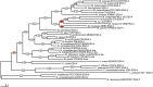 F<sc>ig</sc>. 6.—