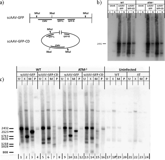 FIG. 2.