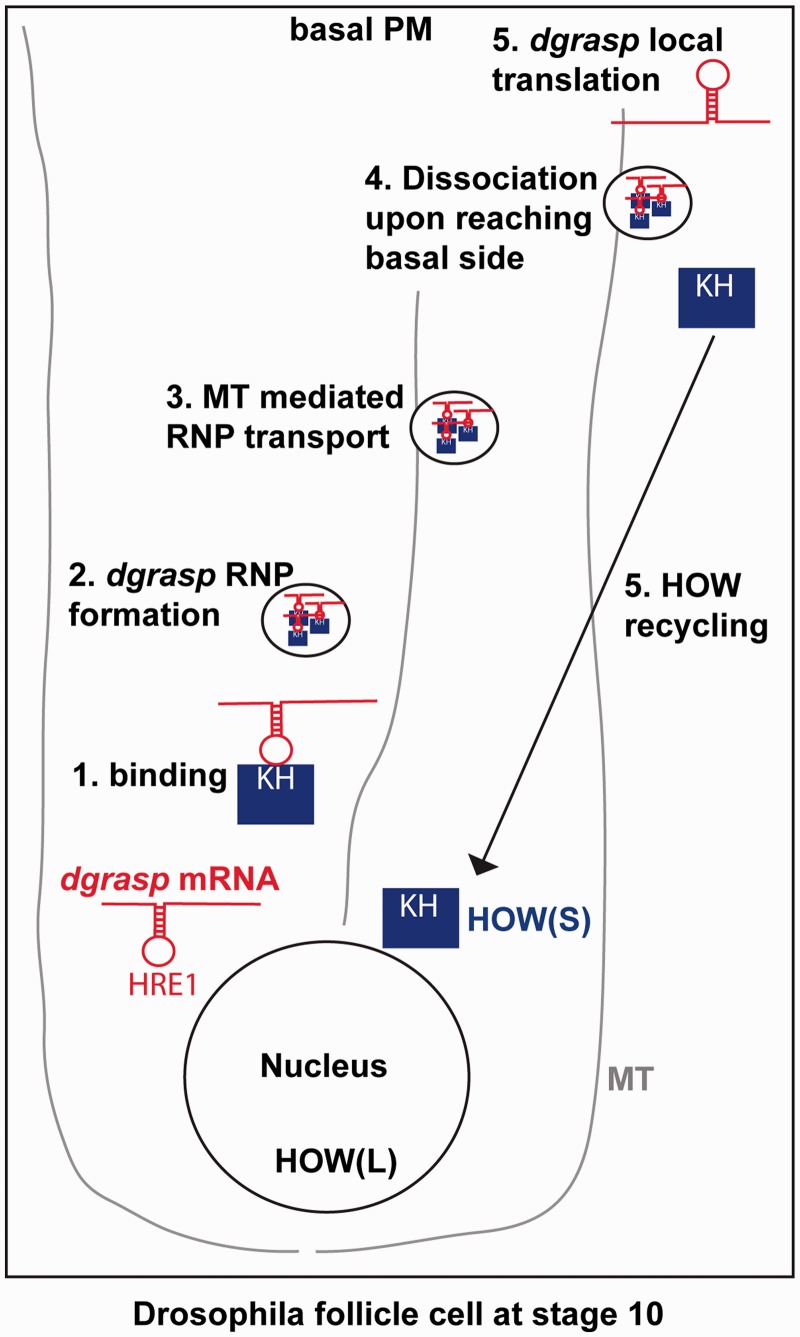 Figure 7.