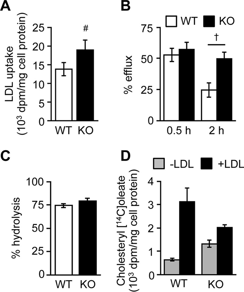 FIGURE 5.