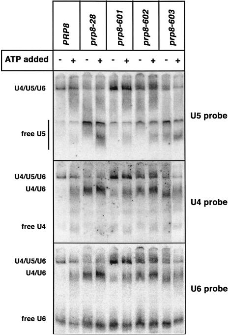 FIGURE 4.