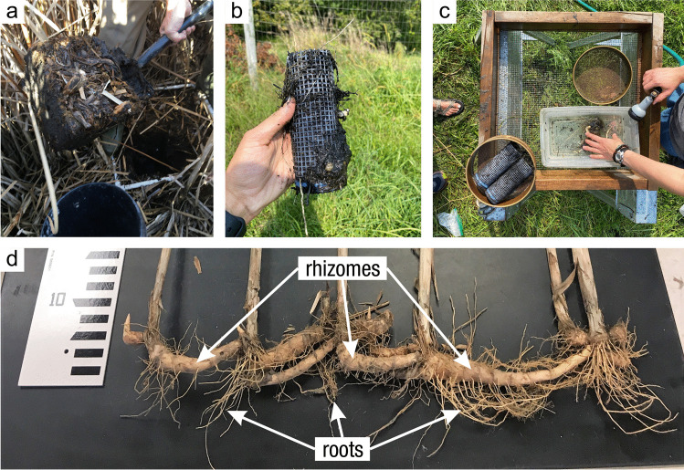 Practical Guide to Measuring Wetland Carbon Pools and Fluxes - PMC