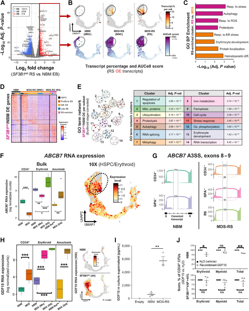 Figure 5. SF3B1mt RS activate a prosurvival transcriptomic program against oxidative and RNA splicing stress. A, Volcano plot displaying differentially expressed genes in bulk data comparing M+FACS-purified SF3B1mt RS against MACS-purified NBM GPA+ erythroblasts with an absolute log2 FC cut-off of 2 and an adjusted P value cut-off of 10−4. B, UMAP overlays of RS overexpressed transcript percentages per cell (top row) and AUCell scores of RS identity (bottom row), separated by sample type. Transcript percentages are mapped with an initial baseline cut-off of 4% of total transcripts. AUCell scores were based on the RS overexpressed gene set. C, Gene Ontology biological process (GO BP) enrichment analysis of differentially expressed genes identified in the RS-enriched cluster comparing HD fraction-derived RS versus MNC-derived RS (nonspecifically present among MDS-RS MNCs and with presumably decreased iron load). D, Heatmap of all differentially expressed genes between RS from SF3B1mt MDS-RS patients versus NBM, subclustered by cell subset. The top bar above the heatmap identifies each sample type, and cells are further clustered according to cell type, identified by the bottom bar. Dashed lines highlight cell type separation. E, Metascape gene ontology term network generated from all differentially expressed genes identified through comparison of RS and NBM samples at each transcriptomically identified differentiation stage cluster (HSPC, ProEB + Early EB, Differentiating EB, and LateEB + RS-enriched), correcting for differentiation stage skewing. Gene ontology subterms (small circles) are organized and clustered by major functional terms (numbered black circles). Clusters are annotated in the table (right), including adjusted P values from Metascape analysis. F, ABCB7 RNA expression in bulk RNA-seq displayed in log normalized counts from all assayed cell populations (left) and overlaid in the 10x UMAP projection (right). G, Sashimi plots for canonical (normal font) and mis-spliced (bold) read counts of the ABCB7 alternative 3′ splice site associated with targeting by NMD. H, GDF15 expression based on RNA sequencing of purified populations (quantified in log normalized counts; left) and single cells (UMAP overlay; right). I, Mean (±SEM) GDF15 concentration in culture supernatants obtained from 28-day erythroid culture of BM MNCs (nNBM = 3, nMDS-RS = 3), as determined by ELISA. One empty scaffold was kept in the same media and culture conditions to evaluate GDF15 levels in base media. J, Mean (±SD) erythroid and myeloid colony formation from MACS-enriched CD34 cells (nNBM = 3, nMDS-RS = 5), normalized to untreated numbers. Minimum total colonies counted were 254 among NBM donor conditions and 124 among MDS-RS donor conditions. Cells were treated with either recombinant GDF15 peptide at a concentration of 100 ng/mL (gray squares) or with an equal volume of water (vehicle, black circles). *, P < 0.05; **, P < 0.01; ***, P < 0.001; ns, nonstatistically significant.