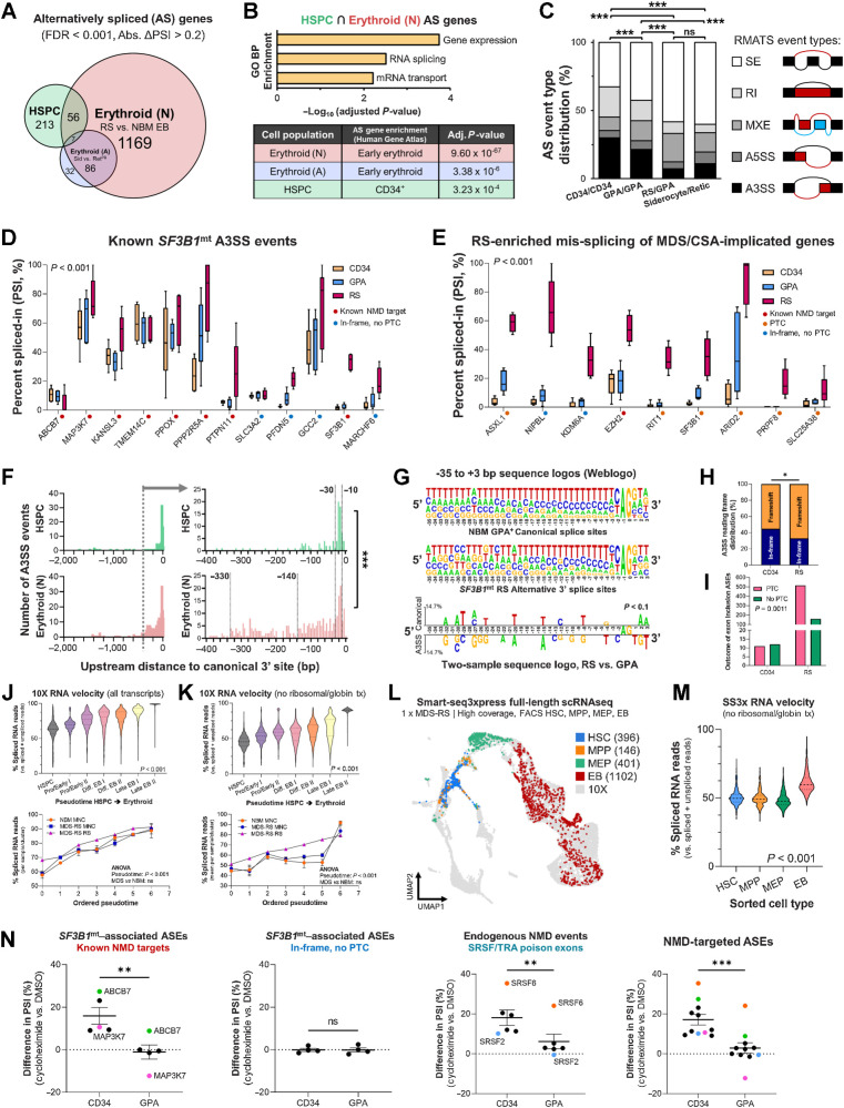 Figure 6. Distinct RNA dynamics in erythroid differentiation intensify SF3B1mt mis-splicing. A, Proportional Venn diagram of genes undergoing statistically significant AS [FDR < 0.001, absolute difference in percentage spliced in levels (Abs. ΔPSI) > 0.2] in the HSPC (green; MDS-RS CD34+ vs. NBM CD34+), nucleated erythroid [red; MDS-RS RS vs. NBM EB, Erythroid (N)] and anucleate erythroid [blue; MDS-RS Siderocytes vs. NBM RetPB, Erythroid (A)] populations. B, Gene Ontology biological process (GO BP) enrichment analysis results comprising genes mis-spliced in both the HSPC and erythroid (N) populations are shown in the top bar chart. The Human Gene Atlas enrichment results with the lowest adjusted P value are shown in the bottom table. C, Frequency of AS events split by rMATS category in each sample group comparison. SE, skipped exon; RI, retained intron; MXE, mutual exon exclusion; A5SS, alternative 5′ splice site; A3SS, alternative 3′ splice site. Statistical comparisons of A3SS+RI frequencies were performed with Fisher exact test. D, Box plots of percent spliced-in (PSI) values of literature-validated SF3B1mt-induced A3SS events in MDS-RS samples, separated by sample type (CD34, GPA, RS). Known targeting by NMD is indicated with a red circle; in-frame events without a PTC are indicated by a blue circle. E, Box plots of PSI values in newly identified ASEs affecting known driver genes implicated in the pathogenesis of MDS and CSA. Known targeting by NMD is indicated with a red circle; PTC detection with unverified NMD is indicated with an orange circle; in-frame events without a PTC are indicated by a blue circle. F, Distribution of base pair distances from cryptic A3SS sites to canonical splice sites (horizontal axis) in HSPC and Erythroid (N). Further detail is provided in −400 bp to 0 bp for increased contrast. Lines at −30 bp and −10 bp demarcate the interval associated with SF3B1 mis-splicing (38). Additional lines at −140 bp and −330 bp demarcate additional intervals of interest. G, Sequence logos of canonical and A3SS sequences encompassing the 3′ splice site (starting at −35 bp upstream of the AG motif) and statistical comparison through a two-sample logo. H, Frequency of A3SS events per rMATS cell type comparison where the splice site shift remains in-frame (blue) or induces a frameshift event (orange). I, Frequency of exon insertion events per rMATS cell-type comparison where the splice site shift incorporates a new PTC (pink) or remains in-frame with no PTC induction (green). J and K, RNA velocity analysis of transcriptomically identified HSPC and erythroblast subsets in 10x scRNA-seq, visualizing the percentage of spliced transcripts along pseudotime in the total cell populations (violin plots) or separated by sample group (scatter plots). The analysis in J includes all transcripts, whereas K excludes ribosomal and globin transcripts. L, UMAP overlay of FACS-purified HSPC subsets and GPA+ EB from 1 SF3B1mt MDS-RS patient after Smart-seq3xpress (SS3x), visualizing true versus predicted cell-type identity. M, RNA velocity analysis of spliced RNA read percentages in the FACS-sorted SS3× experiment, analyzed independently of the 10x dataset. This graph excludes ribosomal and globin transcripts. N, Mean (±SEM) differences in PSI after 3 hours cycloheximide treatment (70 μg/mL) versus DMSO (1:1,000, vehicle) in MDS-RS CD34 and GPA cells. SF3B1mt-associated NMD-targeted ASEs with sufficient coverage are shown at far left, SF3B1mt-associated in-frame ASEs at middle-left, and endogenous NMD-targeted transcripts at middle-right. The far-right plot visualizes all ASEs. *, P < 0.05; **, P < 0.01; ***, P < 0.001; ns, nonstatistically significant.