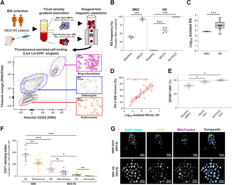 Figure 2. Reagent-free MACS enables direct characterization of viable SF3B1mt RS. A, Method for RS and siderocyte purification from BM aspiration material. A representative flow cytometric diagram plots RNA/DNA content (Thiazole Orange) against DNA content (Hoechst 33342) in Lin−GPA+ singlets after MACS of HD cells. Representative micrographs are shown at the right (blue, iron granules; brown, hemoglobin; pink, DNA). Scale bars, 10 μm. B, Mean (±SEM) RS frequencies before and after MACS alone in three MNC and four HD samples, and further purification with FACS (M+FACS) of the same HD samples. HD RS quantification before enrichment steps identifies only 0.1% to 0.001% as potential RS due to high RBC proportions. C, Isolated RS numbers in MACS-enriched cells from 5 × 106 MNCs (n = 3) or M+FACS-enriched HD cells (n = 26, 19 unique biological replicates + 7 repeat visits). D, Correlation of log10-converted isolated RS numbers and RS frequencies in matched BM aspirates (n = 17). E, Mean (± SEM) SF3B1 mutation (SF3B1mt) VAF in unfractionated MNCs (baseline) and MACS-enriched or M+FACS-enriched HD cells, as determined by ddPCR (n = 3 per enrichment method, 5 patients in total). The dashed line indicates complete heterozygosity (VAF = 50%). F, Mean (±SEM) CD71 staining indices (MFI of the cell population – MFI of the CD71-negative RBC population divided by 2 × SD of the RBC population; nNBM = 15, nMDS-RS = 8, nRS = 14). G, Immunofluorescence of Ki-67 detection in NBM erythroblast and an MNC-derived RS isolate, co-labeled for DNA (DAPI; cyan), Ki-67 (yellow), and mitochondria (MitoTracker; magenta). Individual grayscale channels and a composite image of all three markers are shown. A Ki-67neg RS is shown with an outlined arrow; a Ki-67hi RS with a filled arrow. Scale bars, 20 μm. *, P < 0.05; **, P < 0.01; ***, P < 0.001; ns, nonstatistically significant.