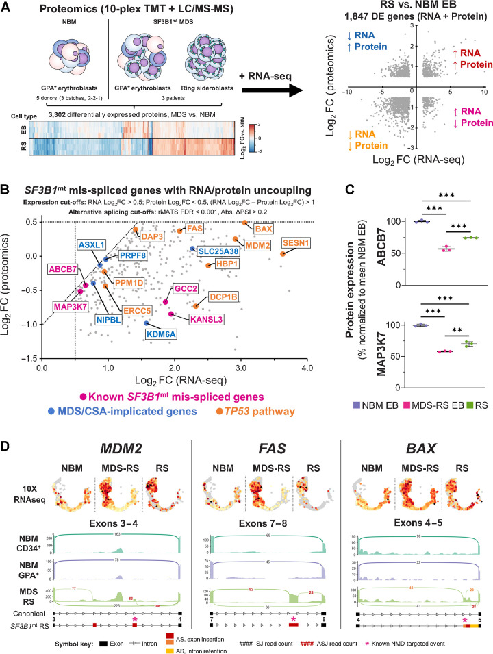 Figure 7. Proteomic analysis of SF3B1mt RS defines RNA/protein uncoupling downstream of RNA mis-splicing with severe dysregulation of proapoptotic genes. A, Design of a combined transcriptomic and proteomic analysis of SF3B1mt RS. Erythroblast (EB) samples from five NBM donors (separated into three biologically distinct batches) and paired EB + RS samples from three patients with MDS-RS were subjected to semiquantitative proteomics. RNA-seq DE genes are compared against differentially expressed proteins to obtain four major signatures of differential expression, which are highlighted in each quadrant and correspond to the gene ontology enrichment results provided in Supplementary Table S4. B, Scatter plot of SF3B1mt mis-spliced genes with uncoupled RNA and protein expression in RS as compared with NBM EB. RNA and protein expression cut-offs were applied to limit analysis only to genes with RNA Log2FC > 0.5, Protein Log2FC < 0.5, and a difference between RNA and protein Log2FC values > 1 (RNA Log2FC – Protein Log2FC). AS detection cutoffs were followed as indicated in Fig. 6A (FDR < 0.001; Abs. ΔPSI > 0.2). Pink, known SF3B1mt mis-spliced genes (Fig. 6D). Blue, MDS/CSA-implicated driver genes (Fig. 6E). TP53 pathway/proapoptotic genes were detected through enrichment analysis and are highlighted in orange. C, Mean (±SEM) protein expression levels of ABCB7 and MAP3K7, normalized to mean NBM expression. D, 10x single-cell RNA-seq cross-validation of increased RNA expression for TP53 pathway genes MDM2, BAX, and FAS, with gene expression values overlaid in the HSPC/erythroid UMAP projection and separated by sample type. Below each gene, sashimi plots display major mis-spliced transcript regions. Black, canonical splice junction counts (SJ); red, cryptic SJ counts. A full legend for the sashimi plots is provided below the graph. The asterisks indicate sites corresponding to transcripts canonically targeted by NMD. *, P < 0.05; **, P < 0.01; ***, P < 0.001; ns, nonstatistically significant.