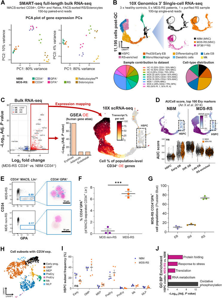 Figure 4. SF3B1 mutations have limited impact on the gene expression of true MDS-RS HSPC. A, Principal component analysis (PCA) plots of a full-length bulk RNA-seq experiment encompassing sorted cell populations from NBM donors (nCD34 = 7, nGPA = 4, nRet = 4) and SF3B1mt MDS-RS patients (nCD34 = 6, nGPA = 5, nRS = 4, nSid = 4). Sample distribution along PC1 is visualized against PC2/PC3. B, Global overview of two integrated 10x Genomics scRNA-seq experiments encompassing sorted cell populations from NBM donors and SF3B1mt patients with MDS-RS (nNBM = 3, nMDS-RS = 5, nRS = 1). A UMAP-based bidimensional projection is displayed and separated per sample group, where each cell is visualized as one point. The dotted circle indicates the RS-enriched cell subset, which is absent in NBM. Cell types were annotated according to gene expression signatures per cluster set. Sample and cell type composition in the total dataset are shown below the UMAP plots. C, Volcano plot (left) displaying differentially expressed genes (DEG) in CD34+ MACS-enriched BM cells comparing SF3B1mt MDS-RS versus NBM. Cut-offs for significance were log2 FC > 0.5, adjusted P value <0.01. Genes were overexpressed (OE; red), underexpressed (UE; blue), or not significantly different (NS; gray). Gene set enrichment analysis (GSEA) of overexpressed genes (middle) was performed with the Enrichr Human Gene Atlas. The right UMAP heatmap displays expression of bulk OE genes in scRNA-seq. The dotted rectangle highlights the HSPC transcriptomic cluster. D, AUCell erythroid score [based on erythroid markers from An et al. (30)] mapped in the UMAP overlays and separated by mutational background. The erythroid score is similarly displayed in violin plots (gray, NBM; orange, SF3B1mt) and grouped per cell population (excluding cell subsets unrelated to erythroid development, e.g., macrophages). E, Representative CD34 and GPA FACS plots from CD34+ MACS-separated BM MNCs isolated from an patient with SF3B1mt MDS-RS and from a patient with non-SF3B1mt non-RS MDS. Lin−CD34−GPA+ cells are gated in blue and connected to representative micrographs. Scale bars, 10 μm. F, Mean (±SEM) percentage of Lin−CD34−GPA+ cells in CD34+-enriched cells (n = 3 per group). G, Mean (±SEM) cell frequencies based on morphologic analysis of Lin−CD34−GPA+ in MACS-purified CD34+ MDS-RS samples. H, UMAP projection of CD34 RNA-positive HSPCs in the scRNA-seq dataset. I, Mean (±SEM) frequencies of transcriptomically identifiable HSPC subsets as set out in H and compared between NBM and MDS-RS samples. J, Gene set enrichment analysis results for Gene Ontology biological process (GO BP) enrichment of differentially expressed genes identified in the HSPC cluster between MDS-RS and NBM cells (nNBM = 432, mean 144 cells/donor; nMDS-RS = 510, mean 102 cells/donor). ***, P < 0.001; ns, nonstatistically significant.